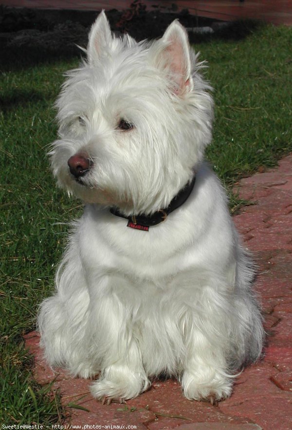 Photo de West highland white terrier