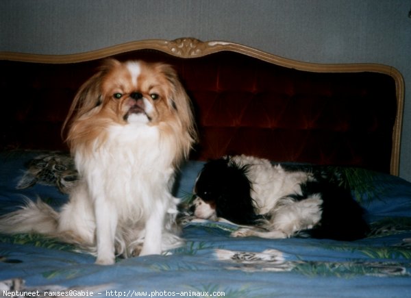 Photo de Cavalier king charles spaniel