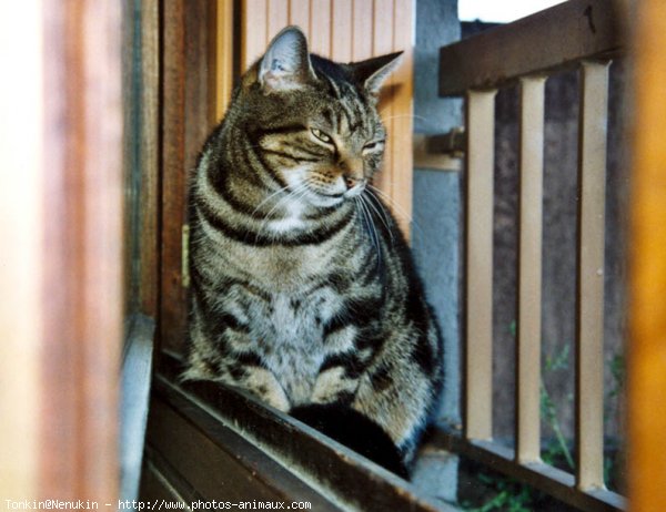 Photo de Chat domestique