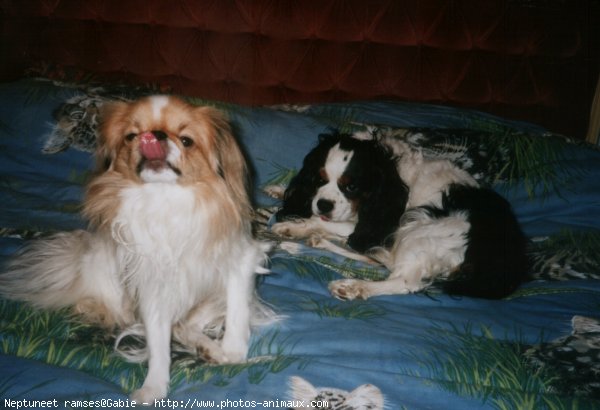 Photo de Cavalier king charles spaniel