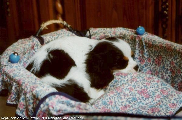 Photo de Cavalier king charles spaniel