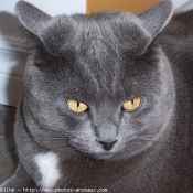 Photo de Chartreux