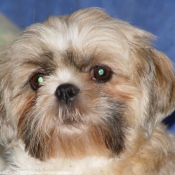 Photo de Shih tzu