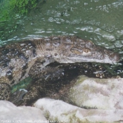 Photo de Crocodile