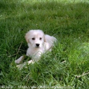 Photo de Golden retriever