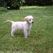 Photo de Golden retriever