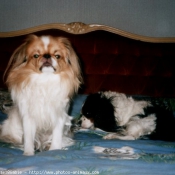 Photo de Cavalier king charles spaniel