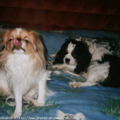 Photo de Cavalier king charles spaniel