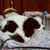 Photo de Cavalier king charles spaniel