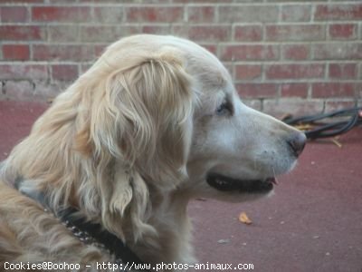 Photo de Golden retriever