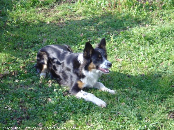 Photo de Border collie