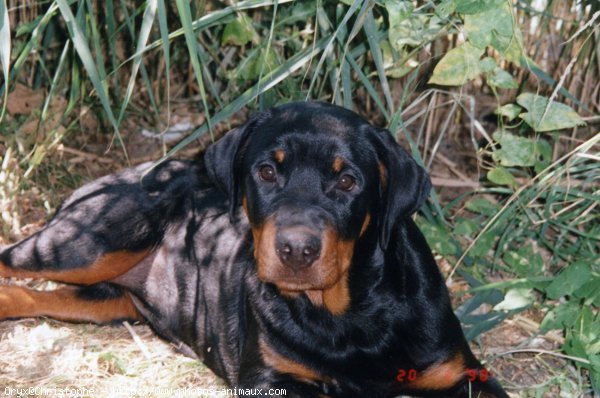 Photo de Rottweiler