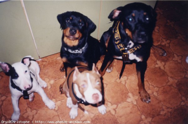 Photo de Rottweiler