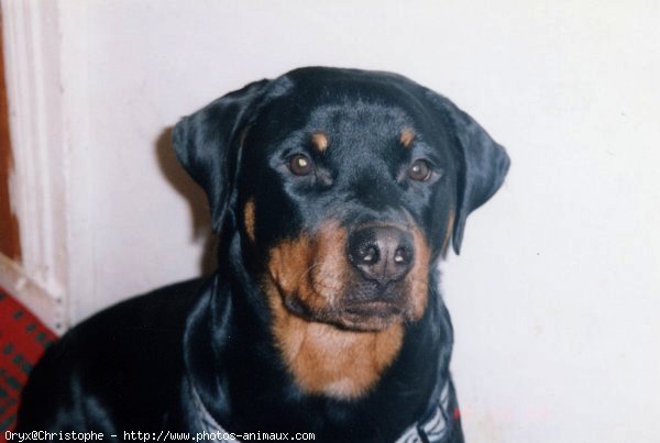 Photo de Rottweiler