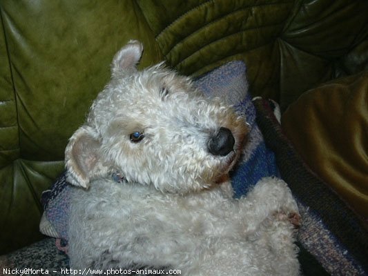 Photo de Fox terrier  poil dur