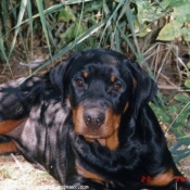 Photo de Rottweiler