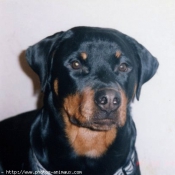 Photo de Rottweiler