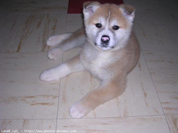 Photo d'Akita inu