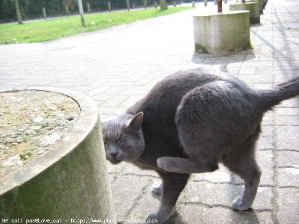 Photo de Chat domestique