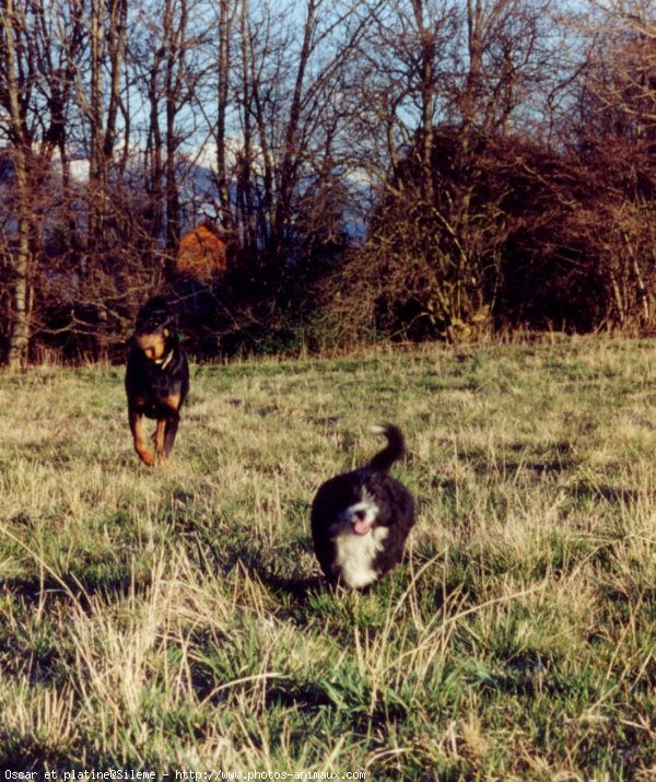 Photo de Races diffrentes