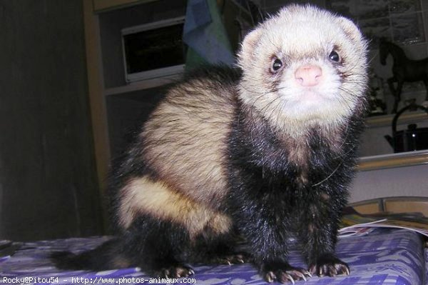 Photo de Furet