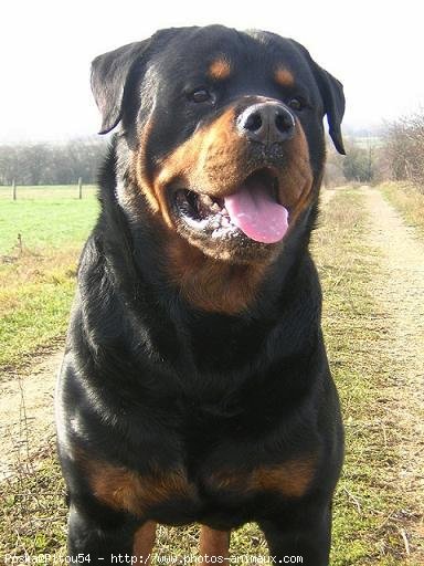 Photo de Rottweiler