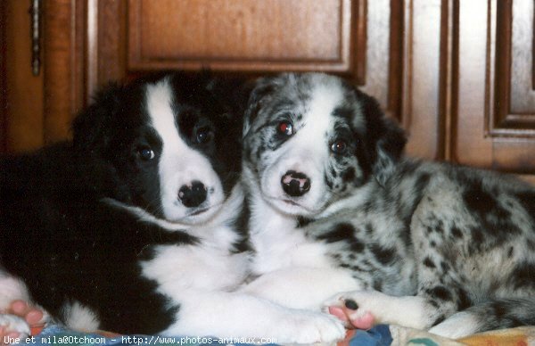 Photo de Border collie