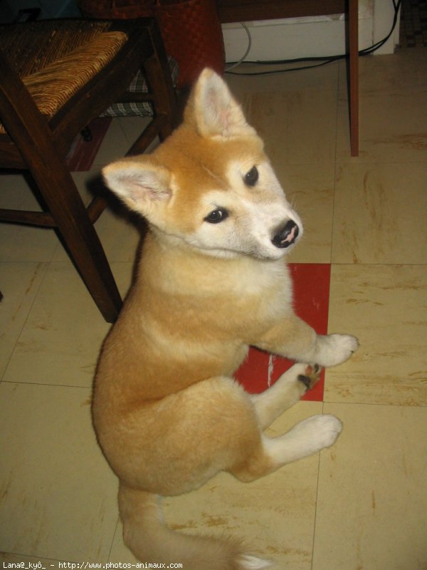 Photo d'Akita inu