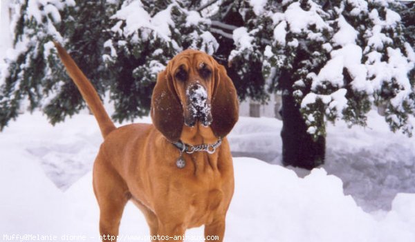 Photo de Chien de saint-hubert