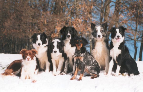 Photo de Border collie