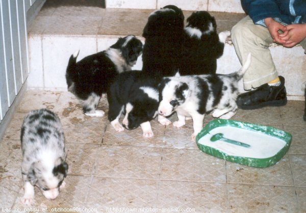 Photo de Border collie