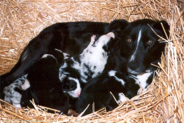 Photo de Border collie