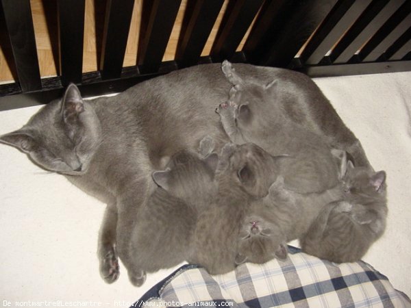 Photo de Chartreux