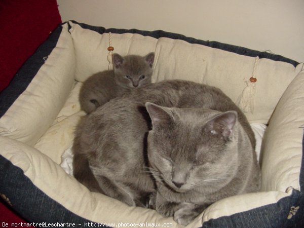 Photo de Chartreux