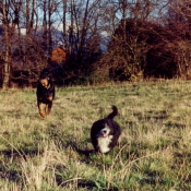 Photo de Races diffrentes