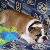 Photo de Bulldog