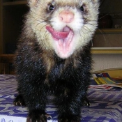 Photo de Furet