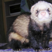 Photo de Furet