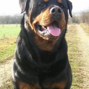 Photo de Rottweiler