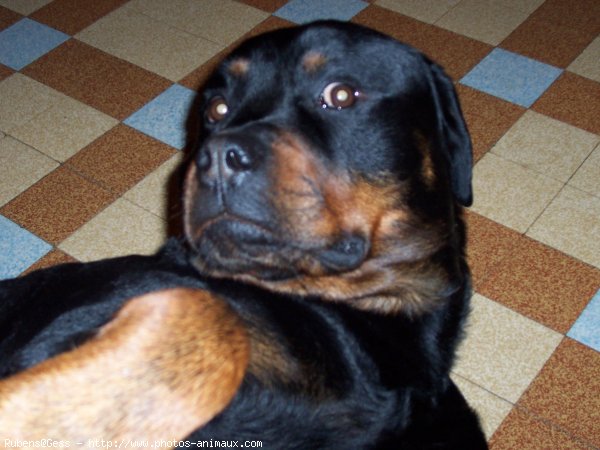 Photo de Rottweiler