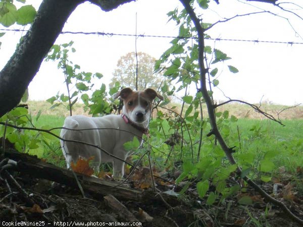 Photo de Jack russell terrier