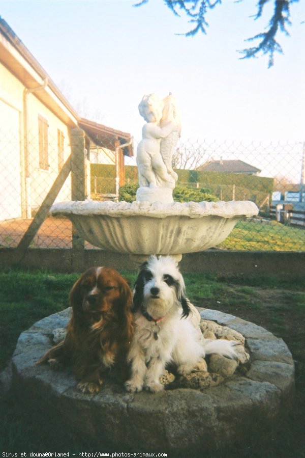 Photo de Cavalier king charles spaniel