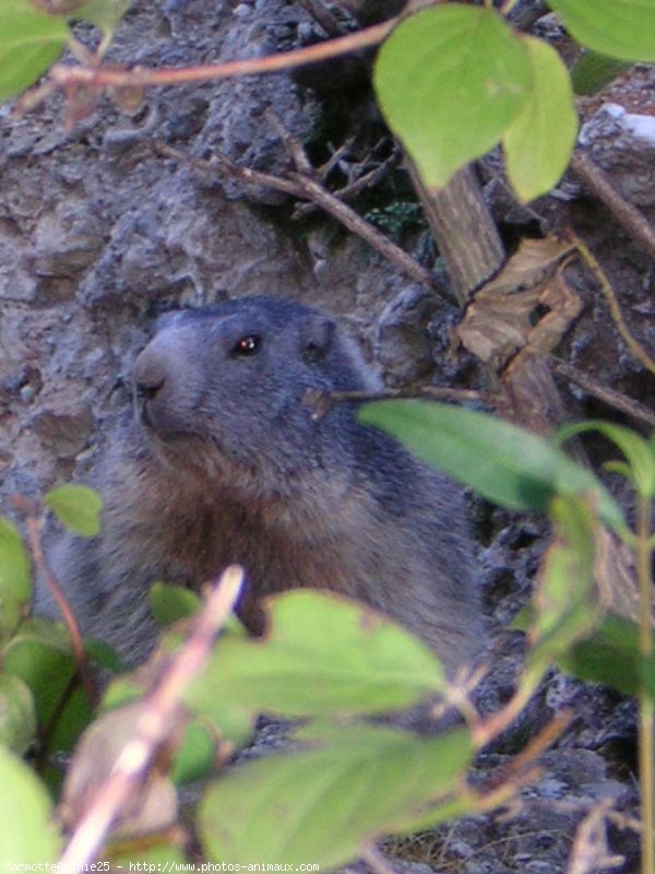 Photo de Marmotte