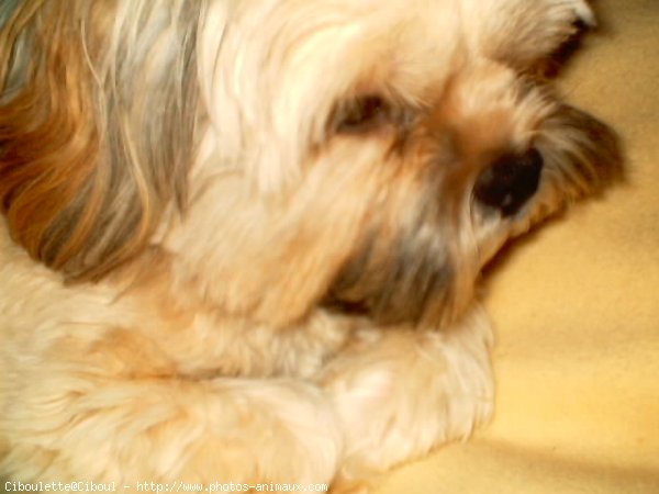 Photo de Lhassa apso