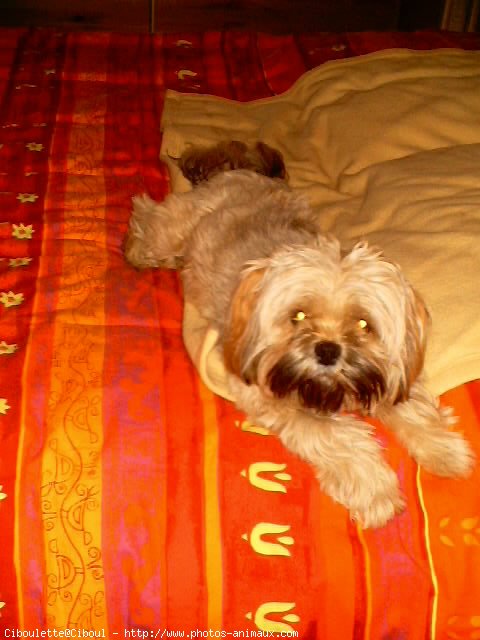 Photo de Lhassa apso