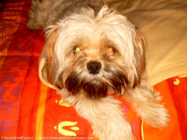 Photo de Lhassa apso