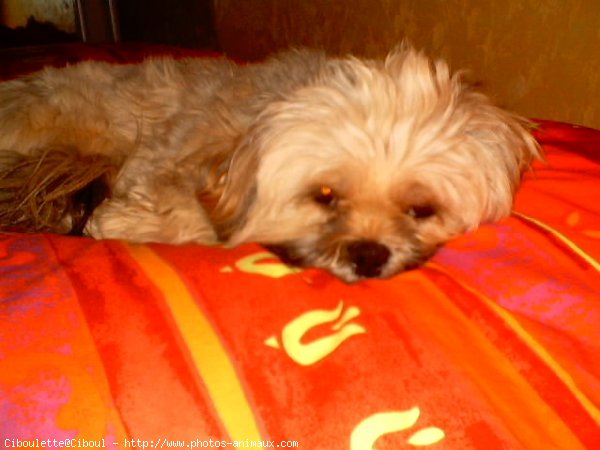 Photo de Lhassa apso