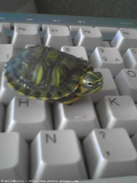 Photo de Tortue