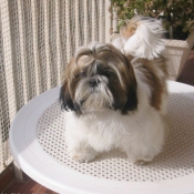 Photo de Shih tzu