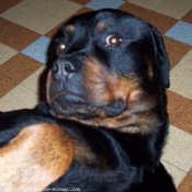 Photo de Rottweiler